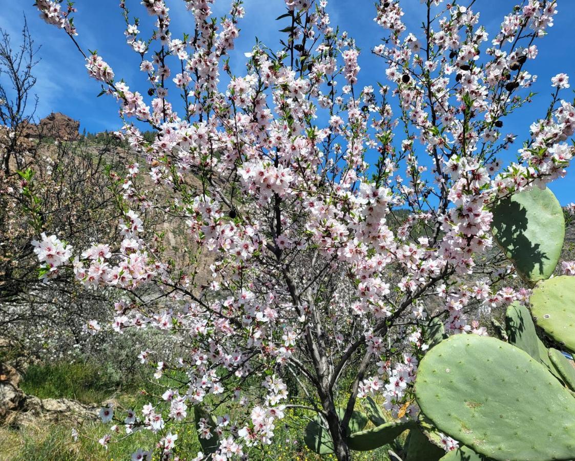 Casa Rural Los Pinares El Juncal De Tejeda Eksteriør billede