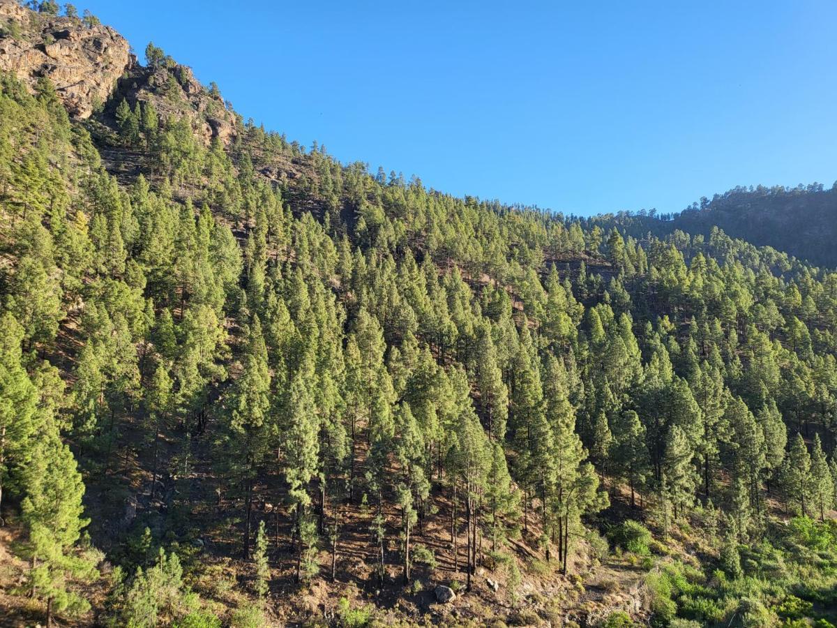 Casa Rural Los Pinares El Juncal De Tejeda Eksteriør billede